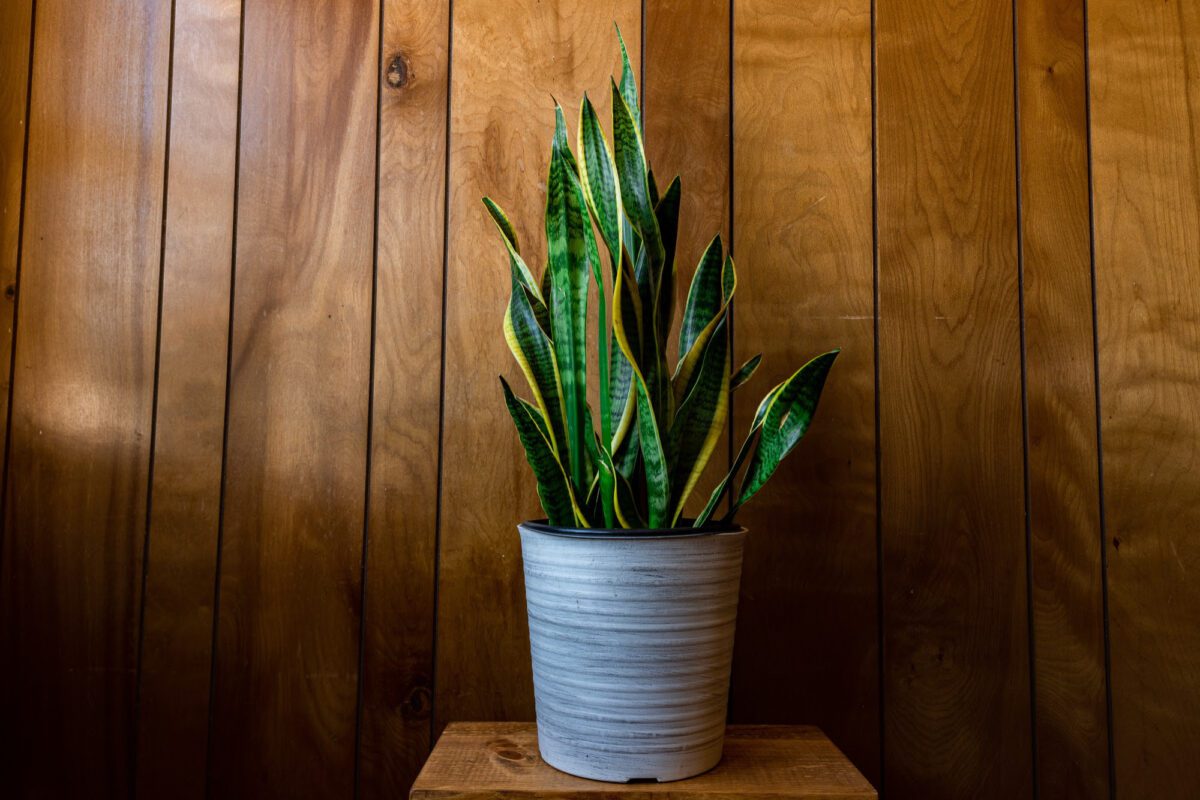 Espada de São Jorge: a planta poderosa que une decoração, fé e resistência