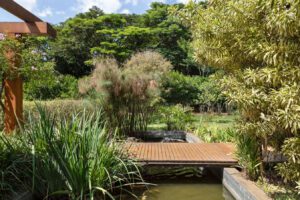 Plantas no inverno: cuidados e que espécies resistem bem à estação Plantas no inverno: cuidados e que espécies resistem bem à estação