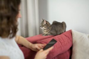 Tecidos Pet-Friendly: guia completo para um lar lindo e funcional